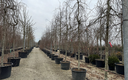 fagus sylvatica pendula